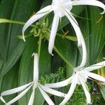 Crinum americanumFlower