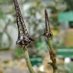 Ceropegia stapeliiformis Habit