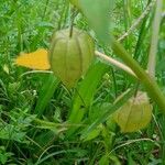 Physalis angulata Frutto