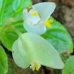 Begonia hirtella Λουλούδι