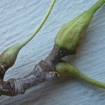Platanus x hispanica その他の提案