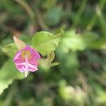 Oenothera rosea Kwiat