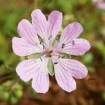 Geranium rivulare Kvet