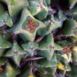 Euphorbia resinifera Ekosanga