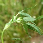 Trifolium strictum Feuille