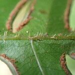 Pteris hamulosa Leaf