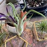 Tillandsia paucifolia Frunză