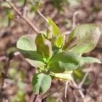 Lonicera caerulea Altro