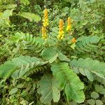 Senna alata Flower