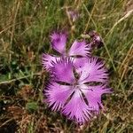 Dianthus hyssopifoliusBlomst