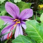 Crocus sativus Flower