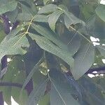 Carya glabra List
