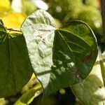 Cercis chinensis Hábitos