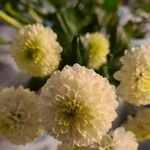Chrysanthemum indicum Blüte