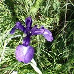 Iris latifoliaFlor