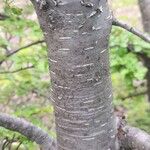 Nothofagus pumilio 树皮