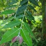 Eucalyptus deglupta Leaf