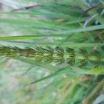 Trocdaris verticillata Blatt