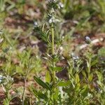 Mairetis microsperma Habitus