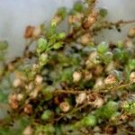 Anarrhinum bellidifolium Ostatní