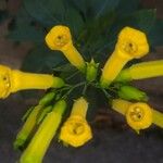 Nicotiana glauca Flor