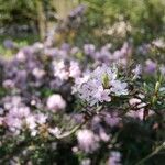 Rhododendron pubescens Flor