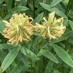 Trifolium pannonicum Цвят