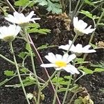 Tanacetum parthenium Çiçek