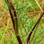 Seseli annuum Blatt