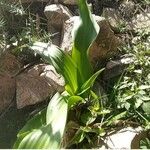 Drimia pancration Hoja