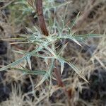 Eryngium amethystinum पत्ता