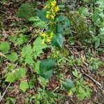 Solidago flexicaulis Habit