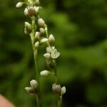 Persicaria senegalensis Цвят