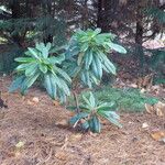 Rhododendron preptum Hábito