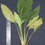 Spathiphyllum montanum Diğer