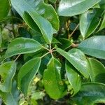 Cissus hypoglauca List