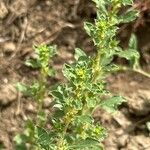 Amaranthus albus Folla