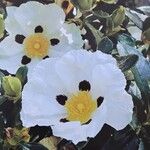 Cistus ladanifer Цветок