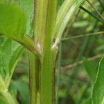 Scrophularia oblongifolia Bark