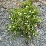 Moehringia muscosa Habit