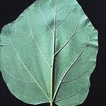 Catalpa ovata Leaf