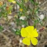 Fumana thymifolia Flor