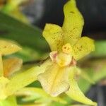 Maxillaria gomeziana Кветка