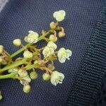Guioa glauca Flor