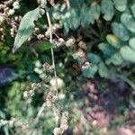 Chenopodium polyspermum Blad