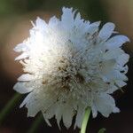 Scabiosa africana Lorea