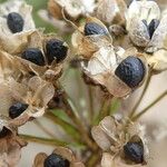 Allium senescens Fruit