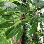 Zygia longifolia Leaf