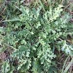 Senecio doria Blad