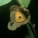Fusaea longifolia Flower